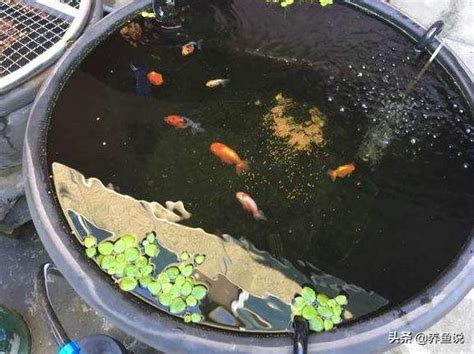 古法養魚|現在養觀賞魚能真正做到「古法養魚」嗎？不能，因為有這些差別。